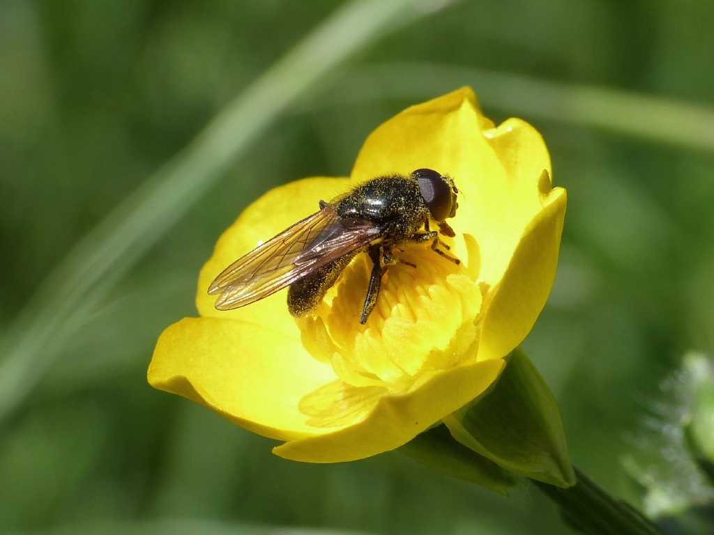 Syrphidae nero - Ostia (RM)